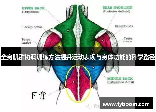 全身肌群协调训练方法提升运动表现与身体功能的科学路径